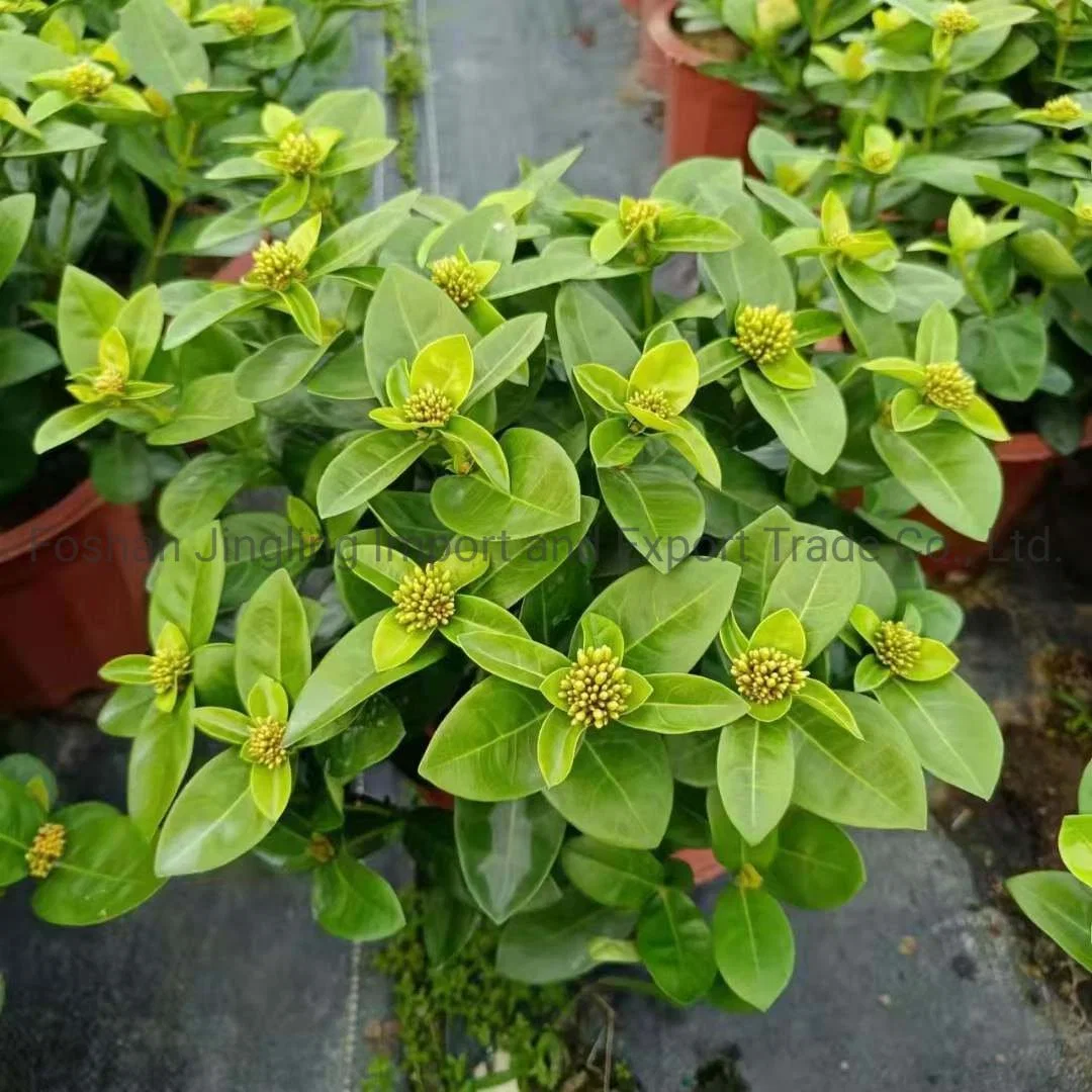 Wholesale/Supplier Ixora Chinese Orange Live Plants Flower Plants Bonsai Best Planting Indoor Plants