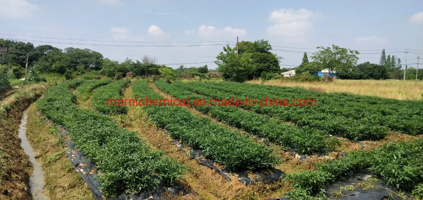 F1 híbrido de semillas de pimiento picante fuerte de la fresa con suaves