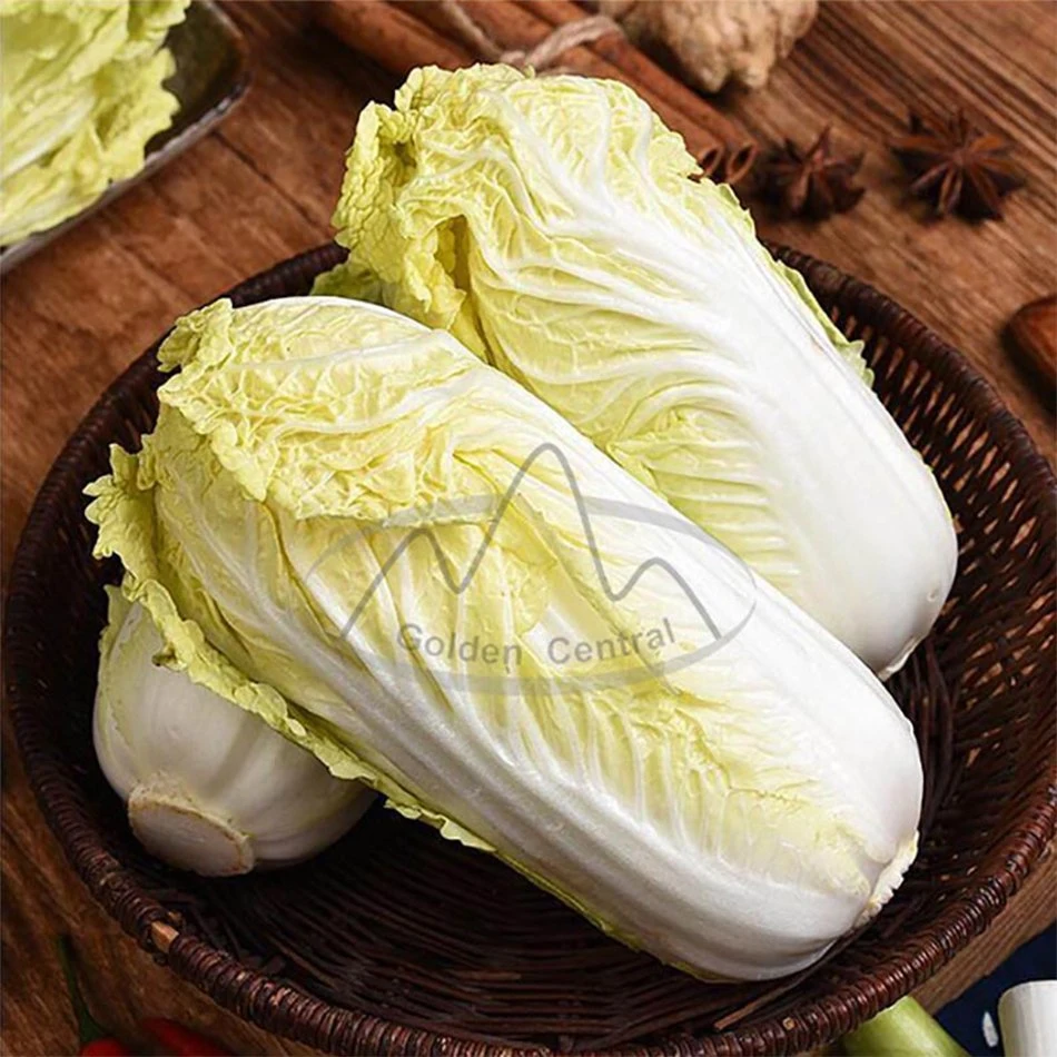 Delicious Chinese Cabbage Fresh Long Cabbage Export From China