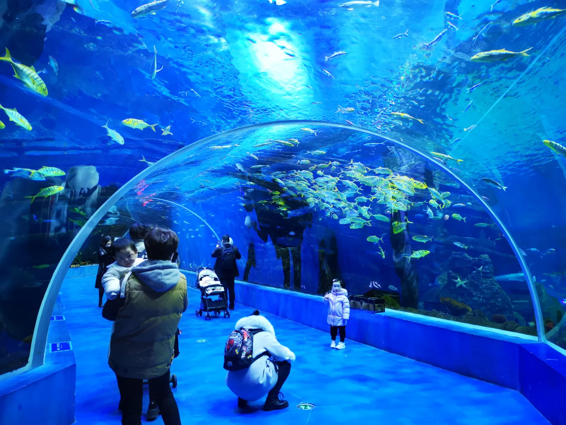 El Acuario de túnel de cristal acrílico