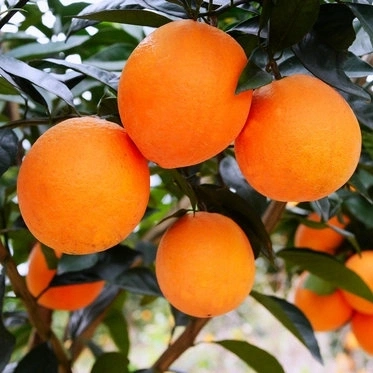 Orange Oil as Food Additive