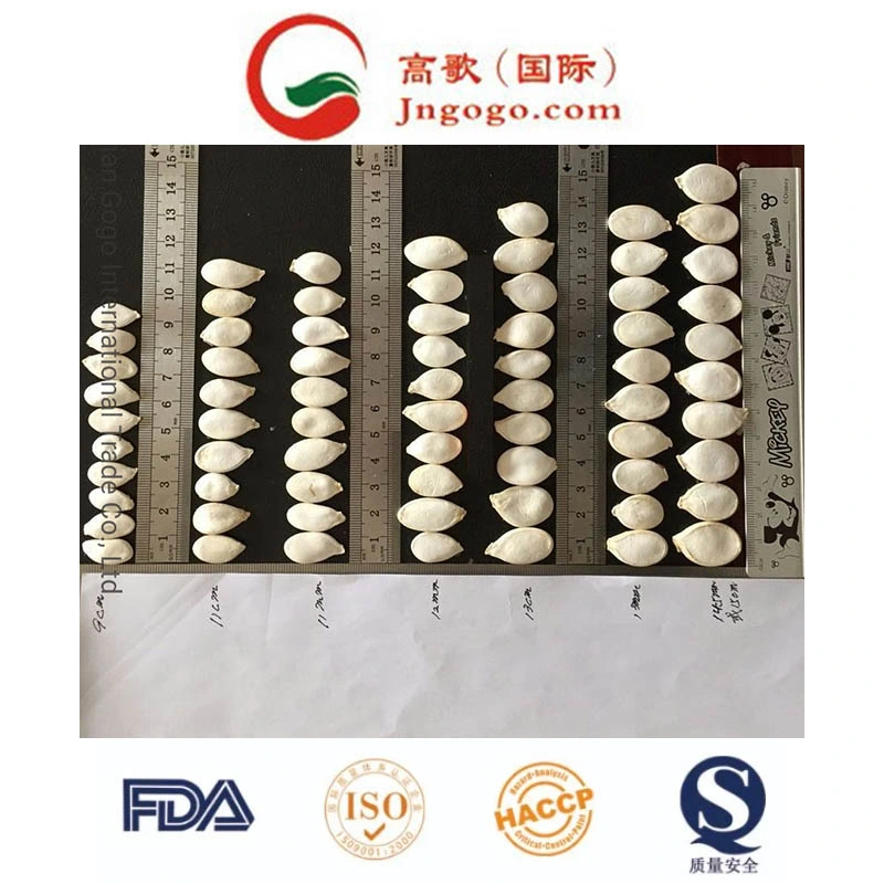 High quality/High cost performance Snow White Pumpkin Seeds 13cm and up