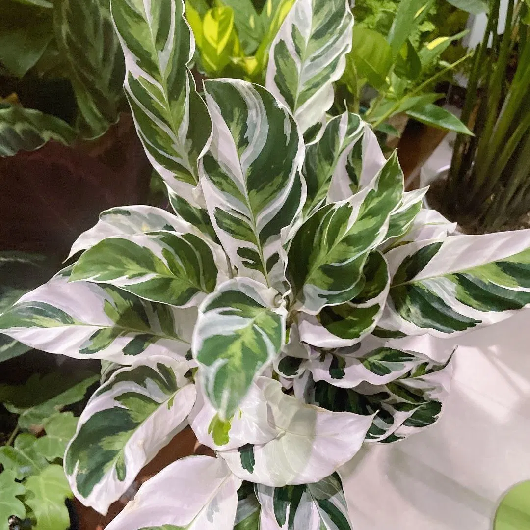 Fusión ornamentales blanco Calathea plantas vivas Bonsai