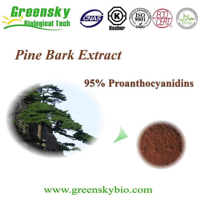 Chinese Herb Pinus Maritima 75% Polyphenols Pine Bark Extract