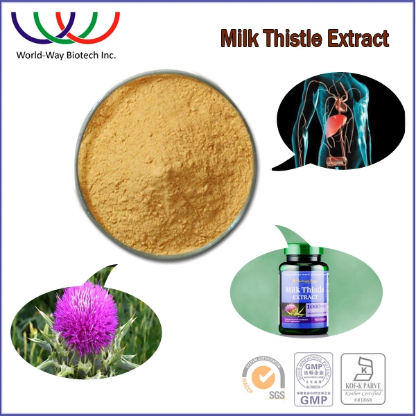 Health Care Milk Thistle Seed Extract Silymarin 80%, Silybin and Isosilybin 30% Powder