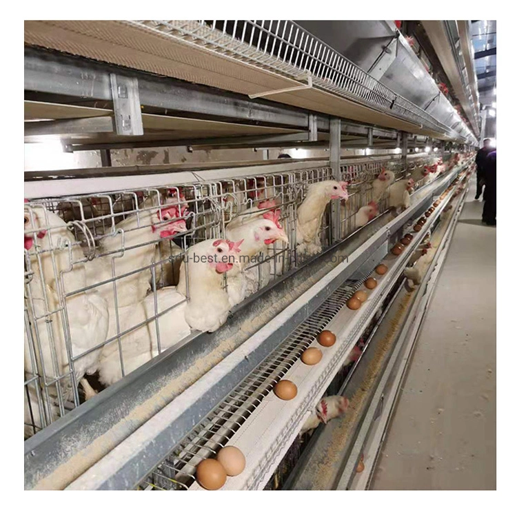 Automatic Hot Galvanized Battery Layer Chicken Cage Equipment