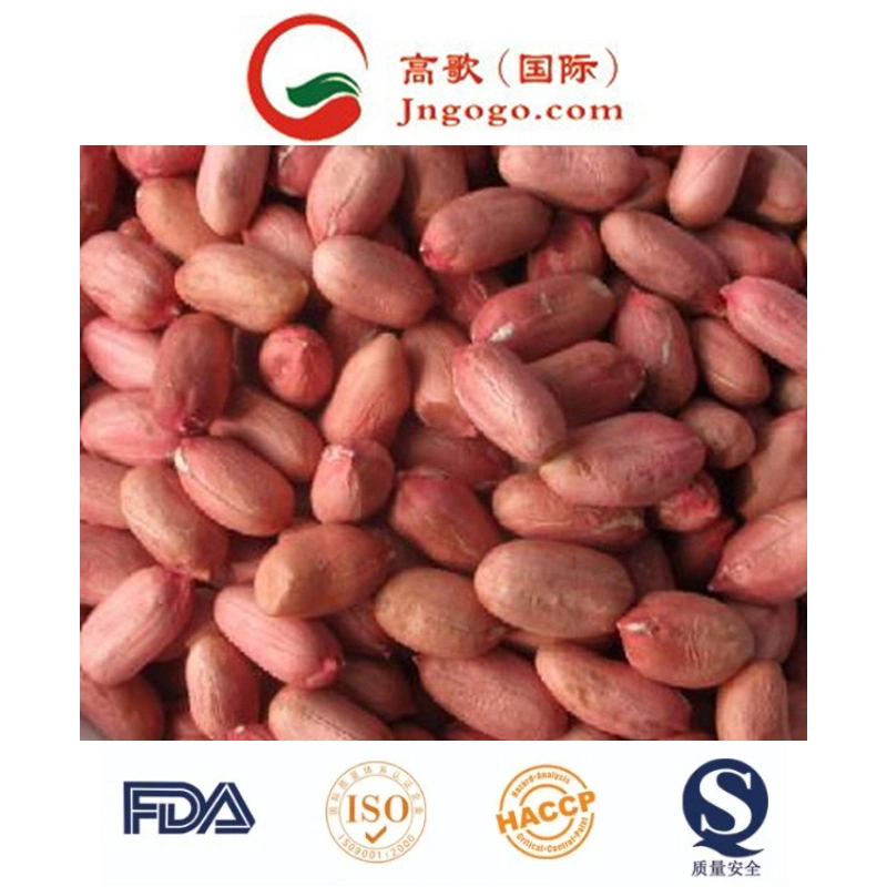 Export Good Quality Fresh Chinese Peanut Kernel