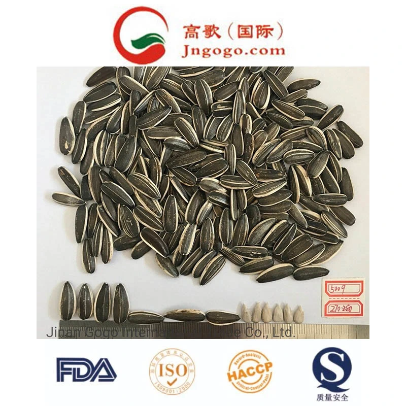 Export Good Quality Chinese Sunflower Seeds Manufacture