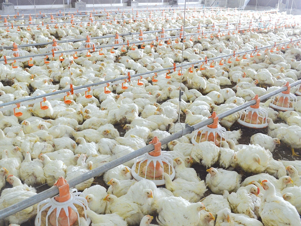 Automático gado avícula Chicken Farm alimentando equipamento Ground Releving System Para o Broiler