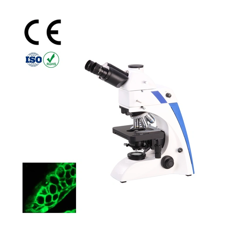 Preparado microscopio de portaobjetos experimentos con animales Microscopía de fluorescencia Malayalam para microscopio Diapositiva