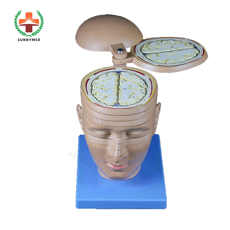 Sy-N087 Teaching Training Human Head Neck Transection Anatomical Model with 12 Parts