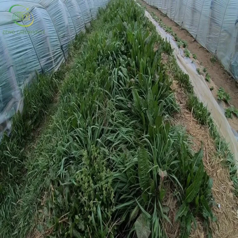 Túnel de una sola columna invernadero para Tomate y Vegetal