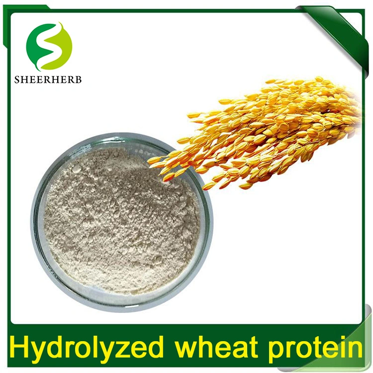 Sheerherb Factory Direct Sale Hydrolyzed Wheat Protein CAS. 70084-87-6