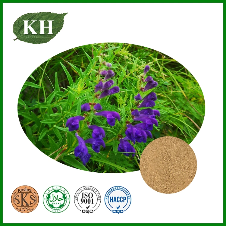 Pure Natural Skullcap Extract Scutellaria Baicalensis Extract 80%-92% Baicalin