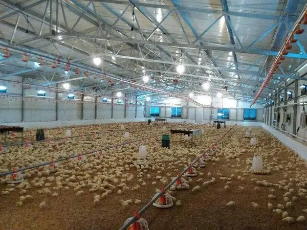 Anuncio Prefabricados de acero estructura Broiler Chicken House con equipo automático