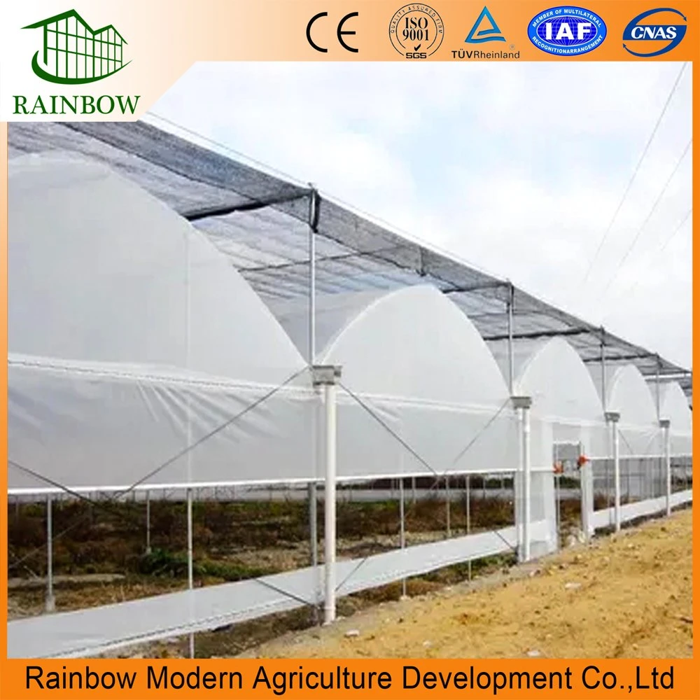 Multi-Span Tunnel Film Agriculture Greenhouse for Vegetables with Hydroponics System