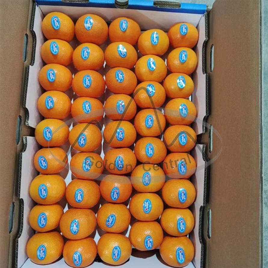 China 2023 Nuevo cítricos frescos deliciosos Mayorista/Proveedor naranja jugosa.