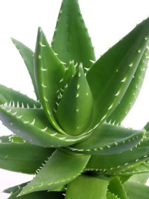 Hotsell Natural Aloe Vera Extract 10%-98% polisacárido