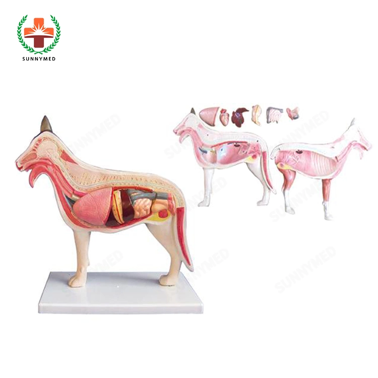 Sy-N033 Anatomia Esqueleto animal modelo de acupuntura Modelo para a ciência médica