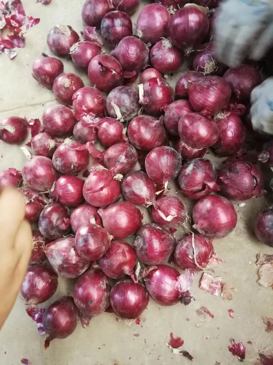 Chinese Fresh Red Onion