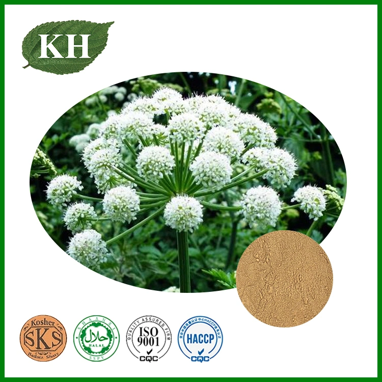 Angelica Root Extract 1%~5% Ligustilide