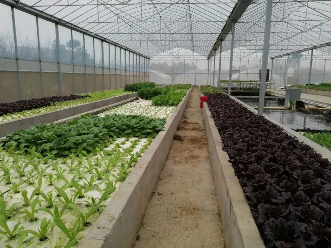 High quality/High cost performance Tunnel Greenhouse for Commercial Farming with Hydroponics-System