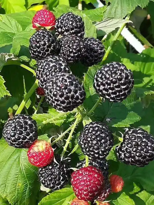 Großhandel Gepfropft Himbeere Sämling Baum