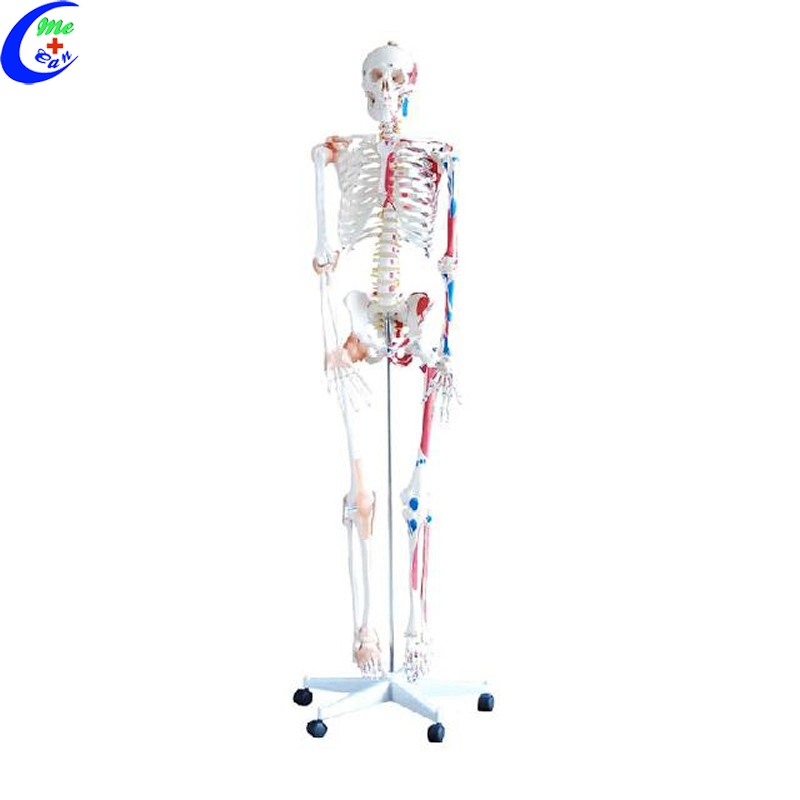 Medizinisches Anatomisches Skelettmodell Medizinisches Modell Anatomisches Modell Medizinische Ausbildung