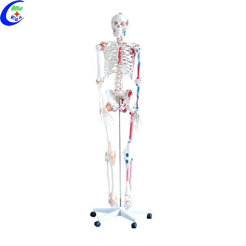 Medical Anatomical Skeleton Model Medical Model Anatomy Model Medical Education