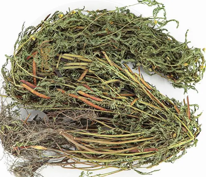 Shen Jue Chinese Herbs Competitive Price Bulk of Tuber Fern