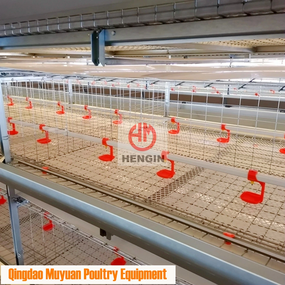 Ferme avicole de poulets à batterie en forme de H galvanisée terminée / Équipement de machinerie d'élevage de bétail pour la cage de poulet de chair avec récolte manuelle des oiseaux.