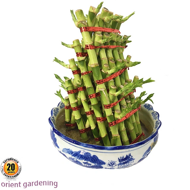 Hotsale Tower Lucky Bamboo Indoor and Outdoor Live Plant Wholesale/Supplier