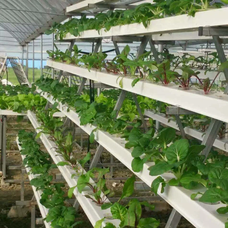 Nft Gully Hydroponic Greenhouse للبيع نظام زراعة التوت الفراولة