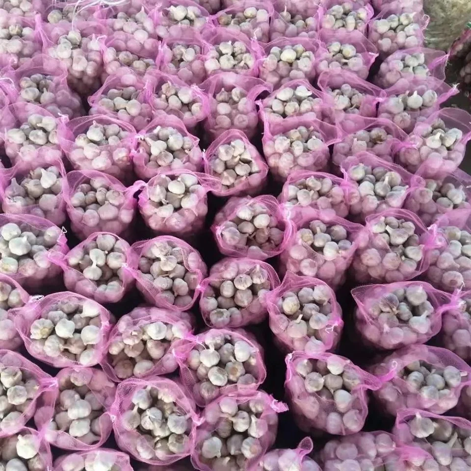 China New Crop Fresh Garlic Exported in Refrigerated Container