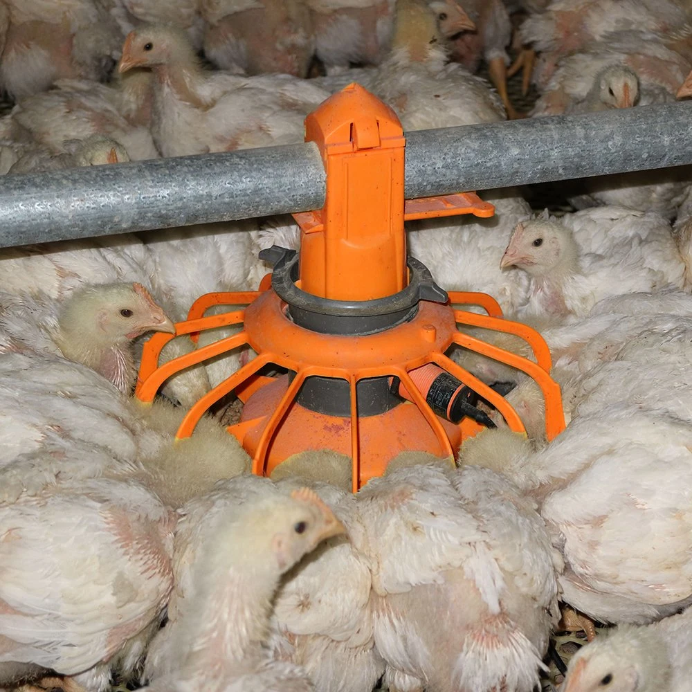 Automatic Broiler Farming System Poultry Farm Equipment for Chicken