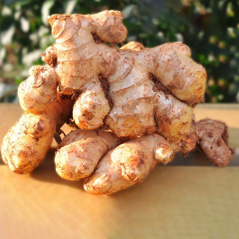 Vietnam Fresh Ginger Ginger Powder Dry Ginger - Vietnam Spices - Ginger Exporter