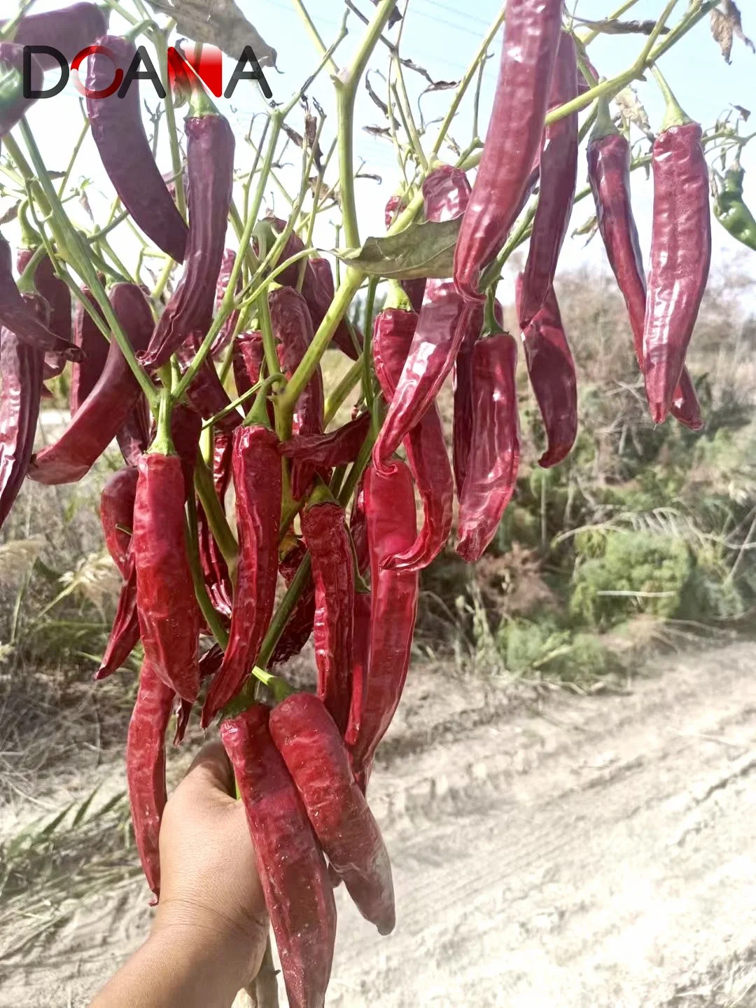 Natural Clean Dried Sweet Paprika Chilli Pepper with Stem Without Stem