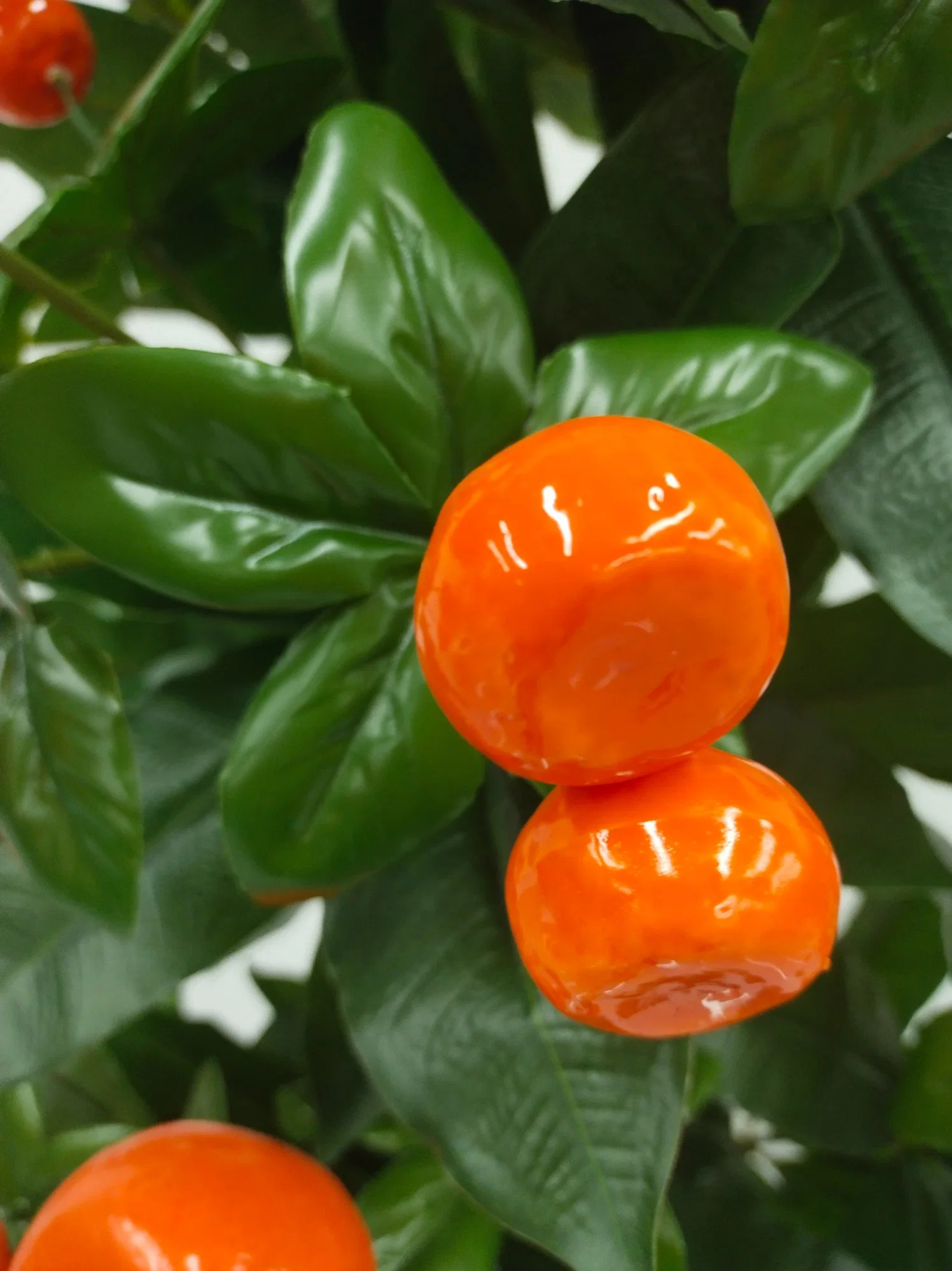 Los descendientes del Golden Jade Pole están llenos de exquisitas Árbol de plantas frutales Kumquat