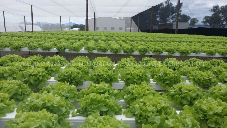 Hot-DIP Galvainzed Steel Structure Covering Film/Poly Greenhouse for Vegetable/Iceberg Lettuce/Romania Lettuce/Boston Lettuce/Chicory/Curly Endive Lettuce