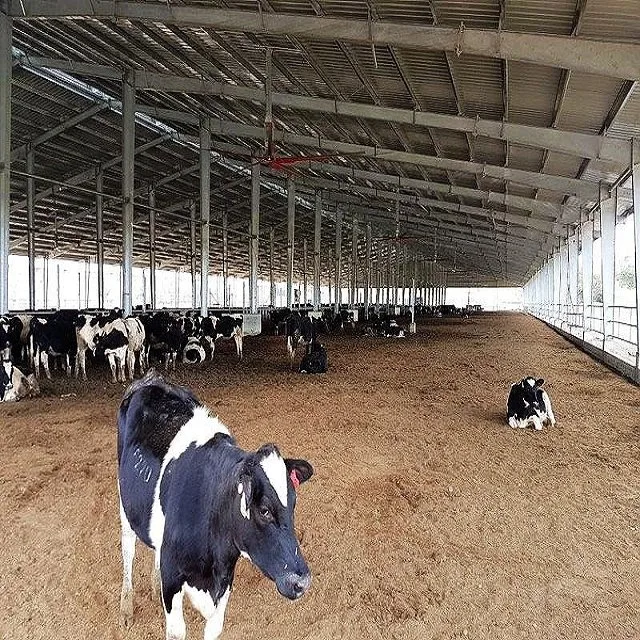 Papua New Guinea Galvanized Steel Poultry House Dairy Cow Shed