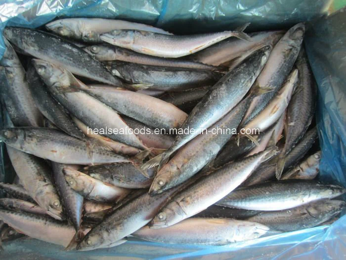 Small Size Sea Frozen Pacific Mackerel Supplier