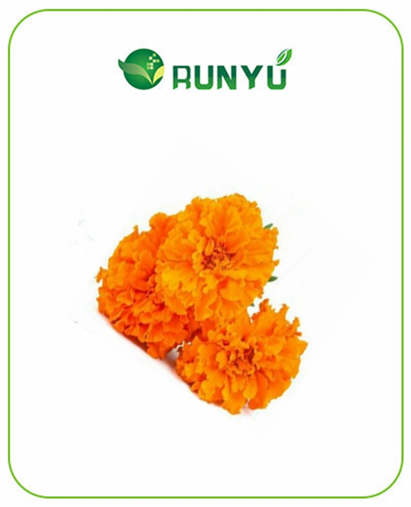 Дополнение Marigold Flower Extract Zeaxanthin порошок