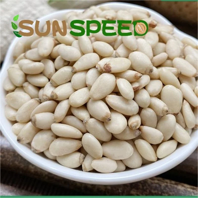 New Season Pine Nuts for Sale 2023 Bulk Packing OEM with Customization Logo