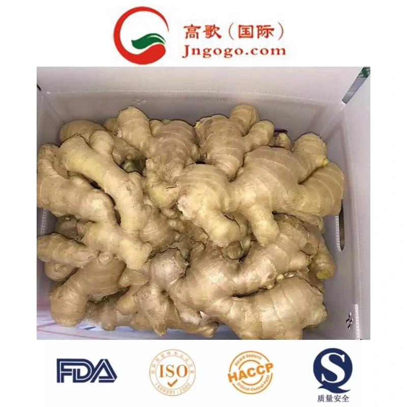 Fresh Shine Yellow Dry Ginger Supplier