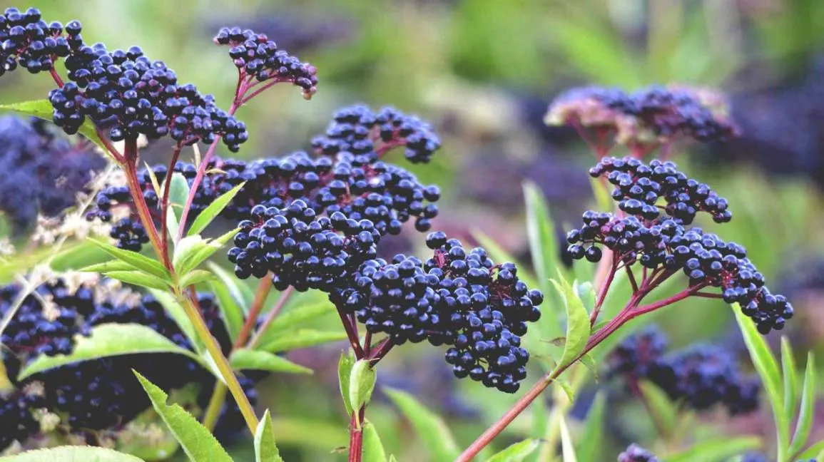 High quality/High cost performance  100% Natural Anthocyandins for Antioxidant Elderberry Extract/ Sambucus Nigra L.