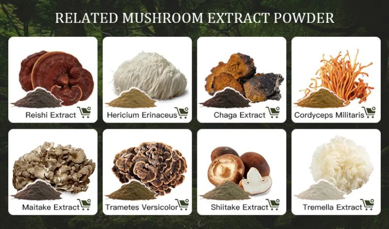 Ganoوالأعشاب الصحية الغذاء العضوي شييتاكي Mushroom Extract Powder