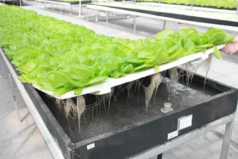 Smart Vertical Hydroponics Farm Tomato Cucumber Pepper Vegetable Greenhouse Price