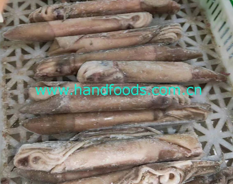 Cheap Price Hot Sale Seafood of Frozen Illex Squid