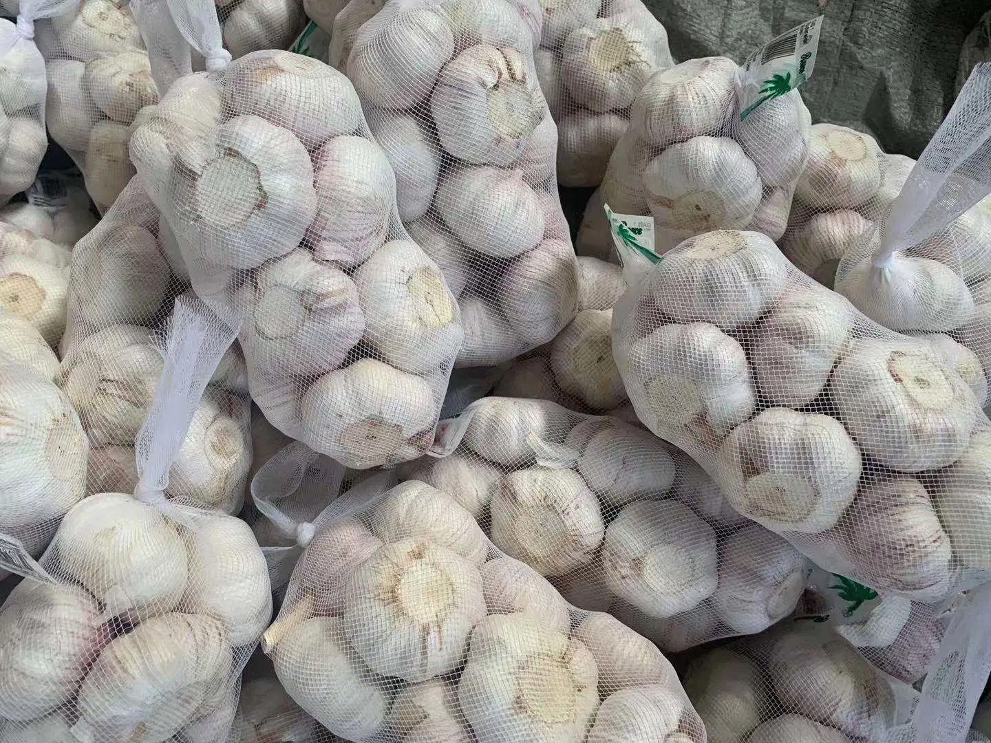 China New Crop Fresh Normal Garlic