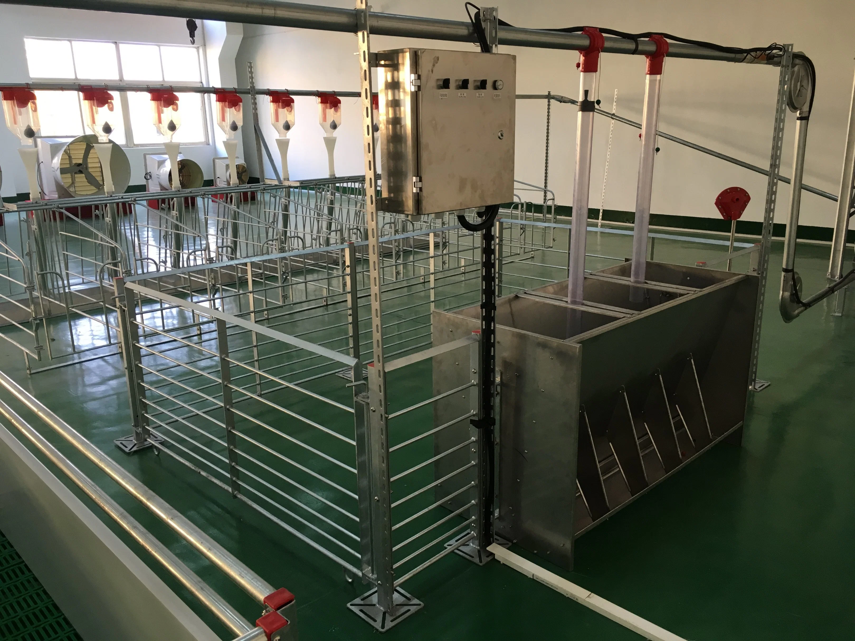 Swine Feeders and Feeding Equipment